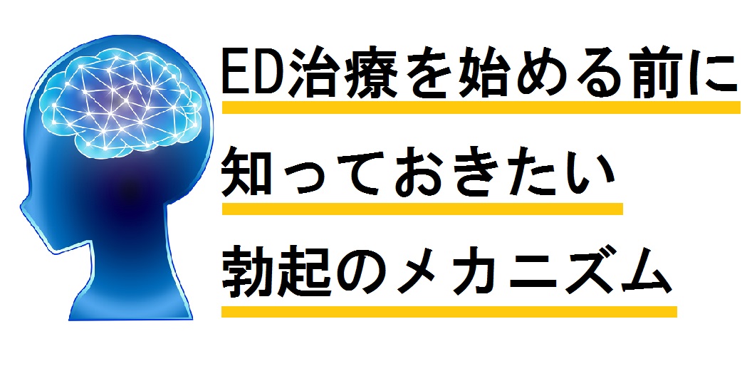 勃起のメカニズム